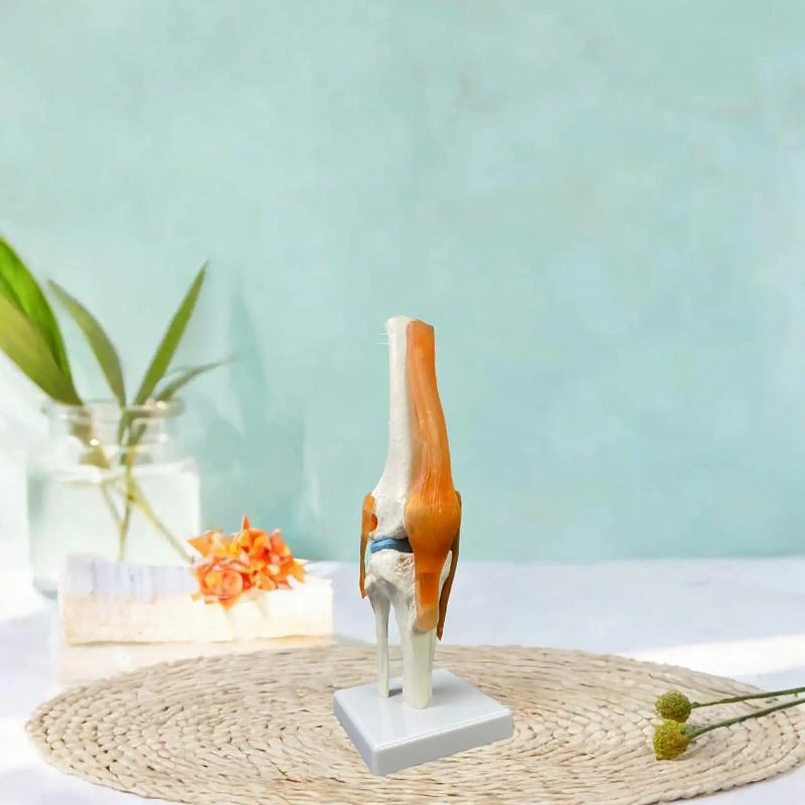 Human Knee Joint Model Intuitive Displays Movement 1:1 Scientific Life Size