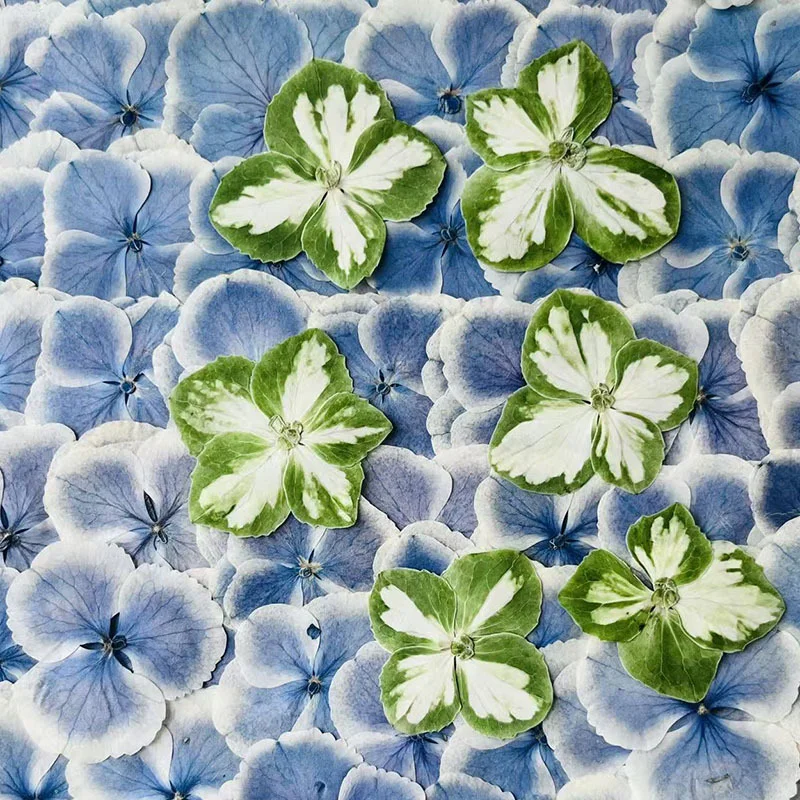 

60Pcs Peacock Hydrangea Colorful Assorted Stickers Dried Flowers Pressed Flowers Real Flower Plant Specimens Creative Resin Handmade Pressed Flower Photo Frame Bookmark DIY Material Kit