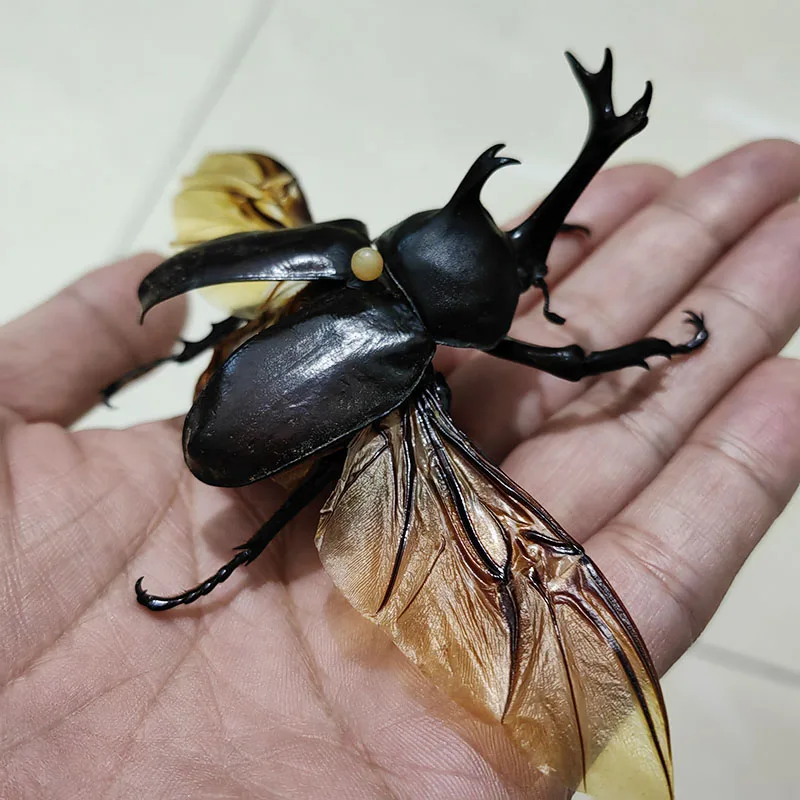 Handmade Spreading Wings for Home Decoration, Real Insect Specimen, Large Beetle, Insect Lover Collection, DIY