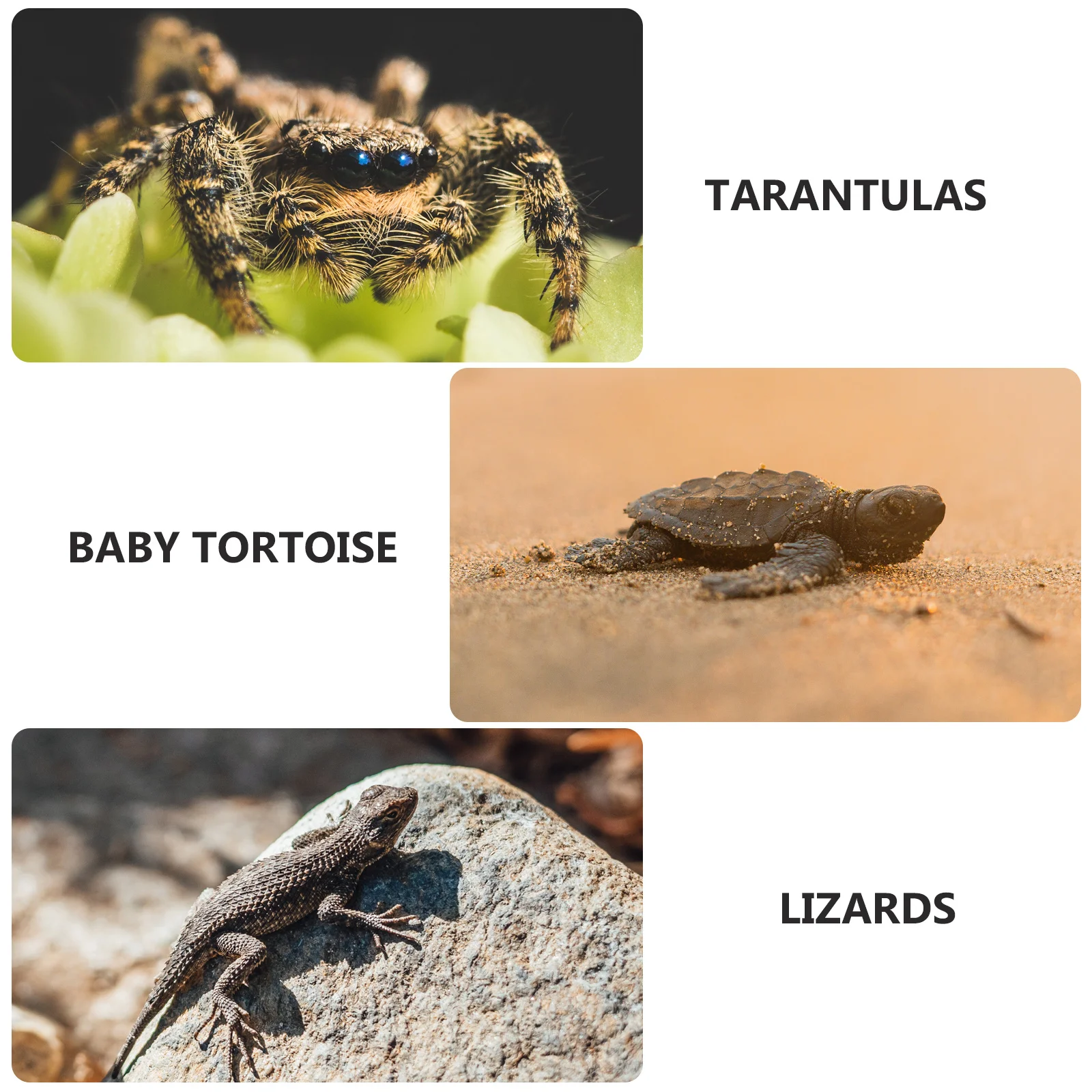 

Insect Breeding Box Medium Size Clear Reptile Habitat Ventilation Design Pet Anti-Escape Feeding Container Lightweight