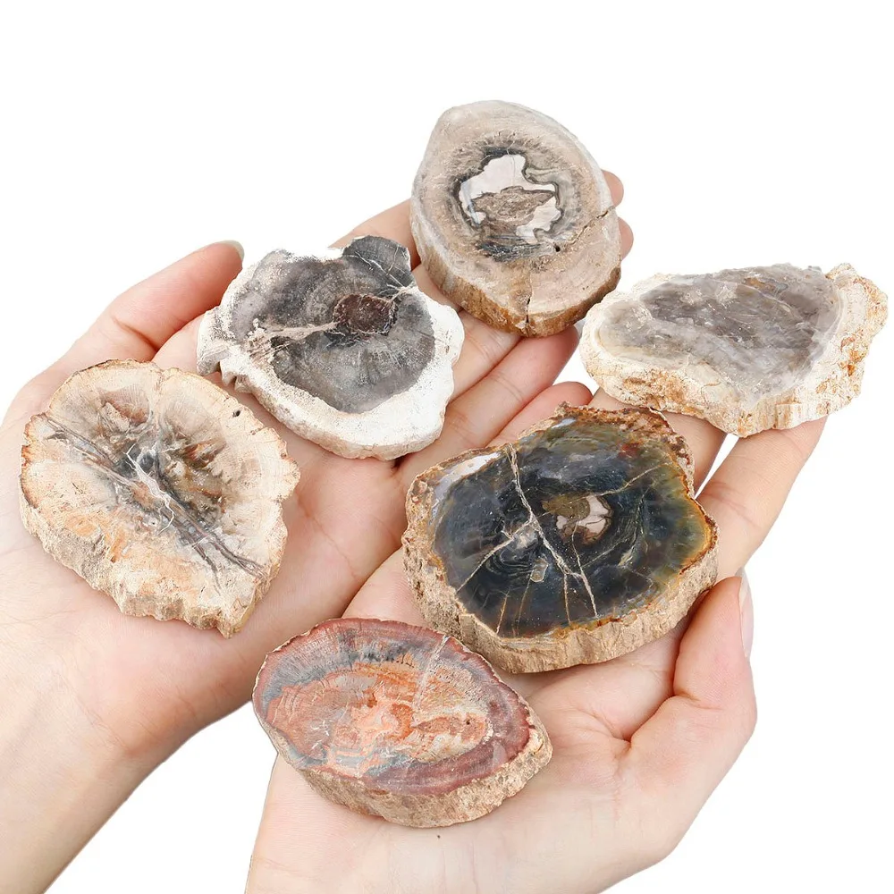 TUMBEELLUWA 1Pc Natural Petrified Wood Stone Slab Specimen,Random Shapes,Healing Crystal Collection,Jewelry Making