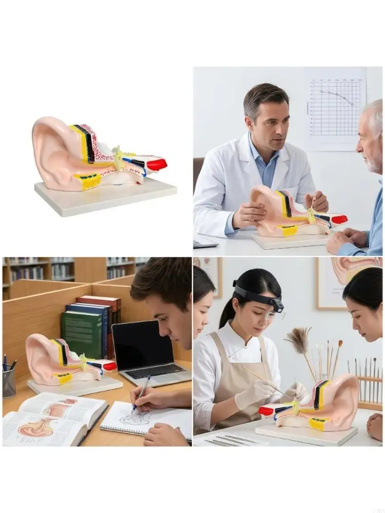 CORA Anatomy Teaching Model for Ear Structure Study and Visual Display Learning Use