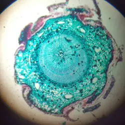 Microscope à lames de verre préparées pour la biologie mixte, ensemble 191 de Seattle, plantes et animaux, étudiants et enseignants, expérience médicale, 100 pièces