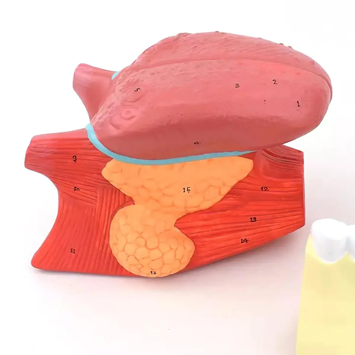 PVC Human 4 Parts 2.5x Larger Tongue with Teeth Model Medical Anatomical Models Teaching