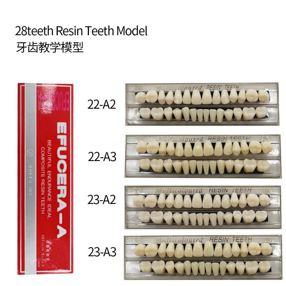 28teeth Resin Denture Teeth Dental Synthetic Resin Teeth Teeth Teaching Model Permanent Teeth Model