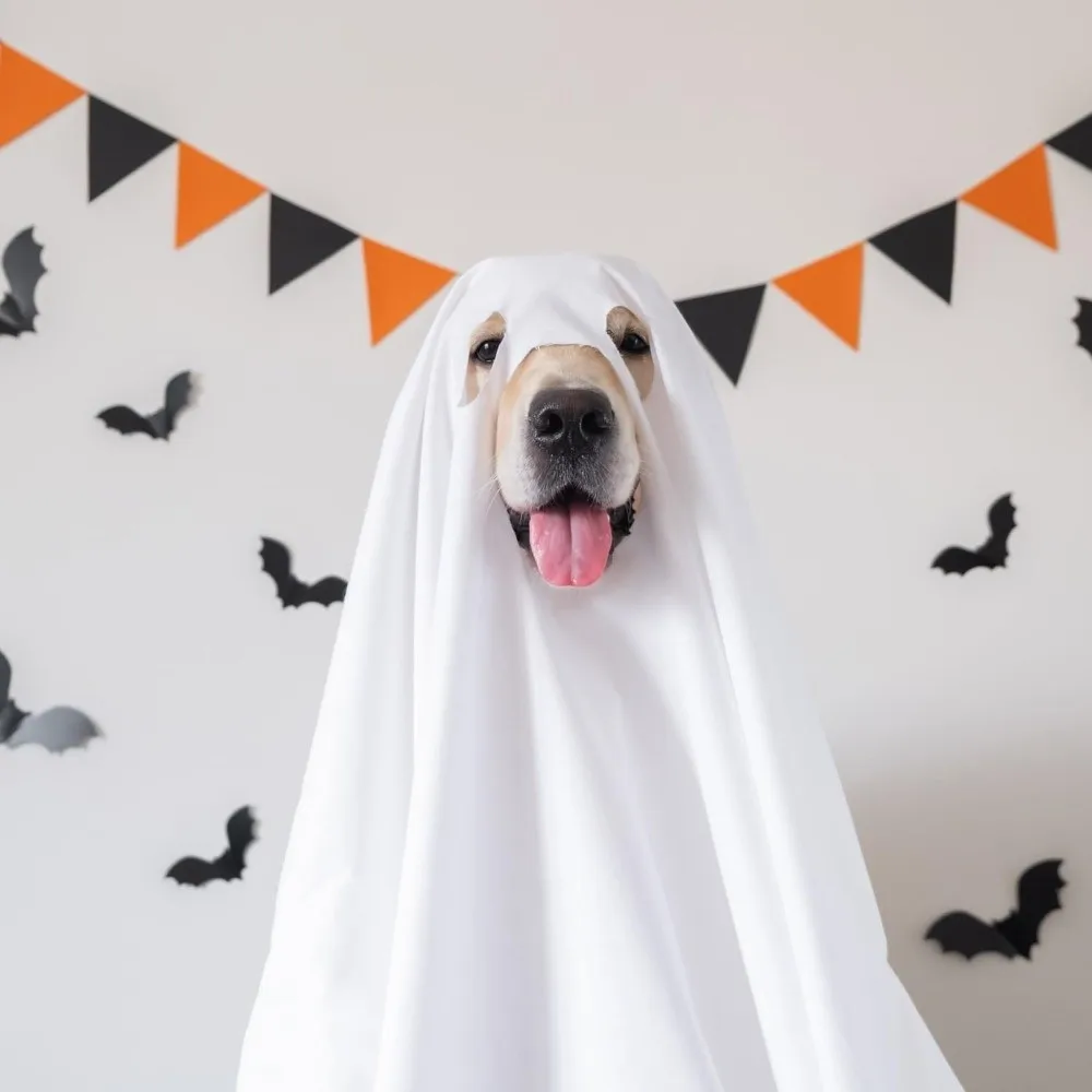 Neuheit 70*100cm Halloween-Hundekostüm Geisterkostüm Party Cosplay Lockerer Hundemantel Niedliche Lustige Hundekleidung für Halloween-Party