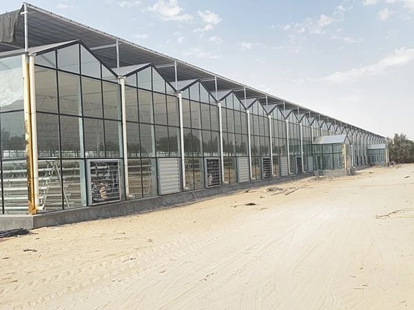 Extractor de aire eléctrico con Control de temperatura, 380V, 600MM, 275g, marco SS430, hoja, rodamiento de bolas, gallinero, OEM