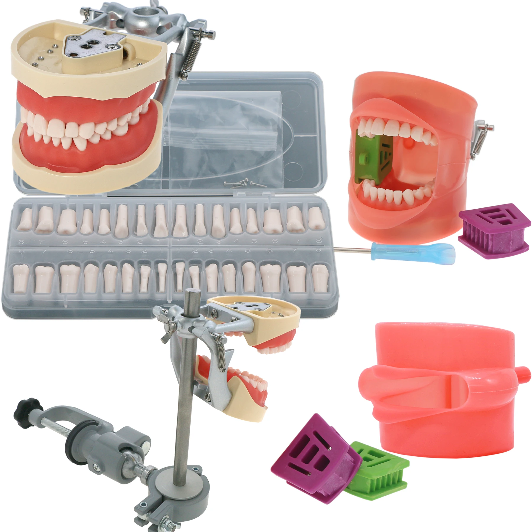 

Dental Teaching Model With Removable 32pcs Tooth For Kilgore NISSIN 200 Type For Teaching Demo M8012 M8025