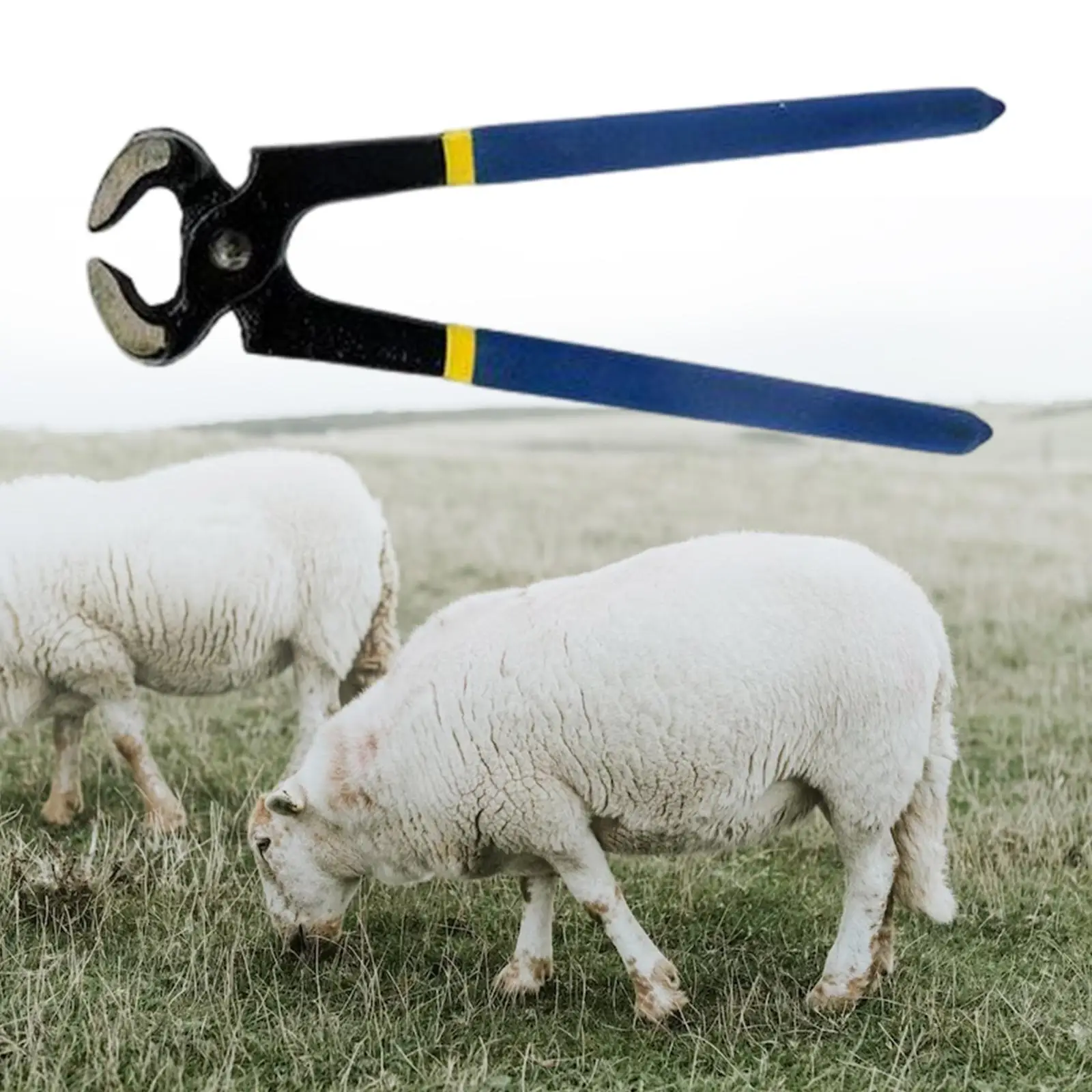 كماشة تشذيب الحوافر، أدوات إصلاح الحوافر، كماشة حافر متينة