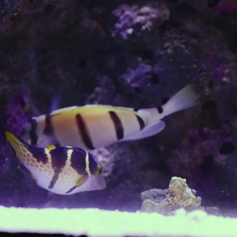 Cadre en alliage d'aluminium adapté au châssis de robot de réservoir de jouet RC, châssis sur chenilles DC9-12V pour kit d'assemblage arduino