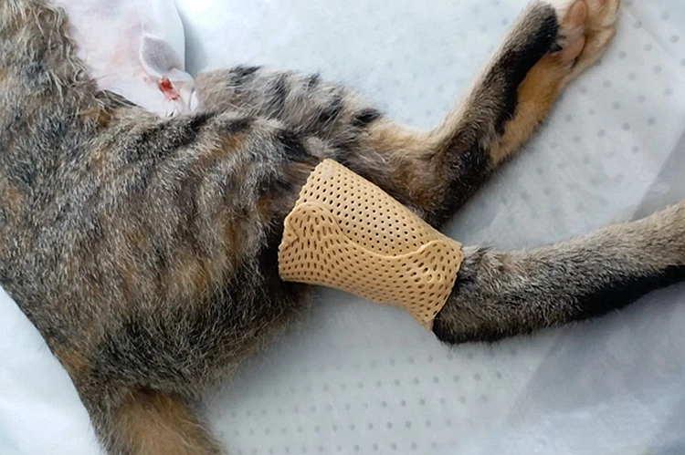 Low Temperature Thermoplastic Sheets Veterinary Splints O/rthopedics Splints for Pets B/one Fracture