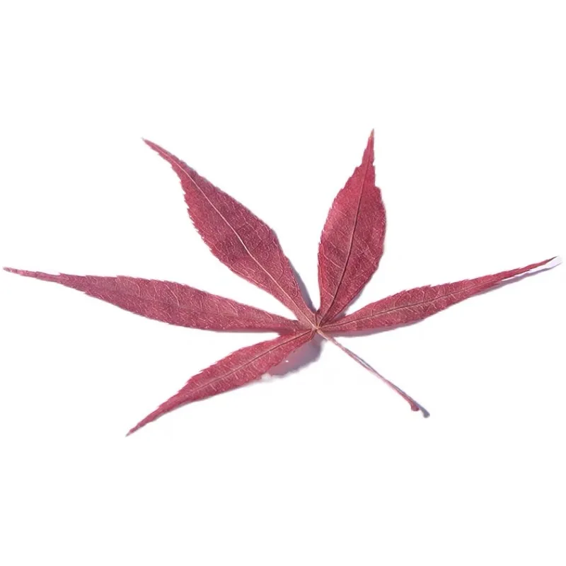 Bar Cocktail Decoration Maple Leaf Bamboo Leaf Dry Flower Leaf Cocktail Cup Tag Plant Label Japanese Style Pure Color