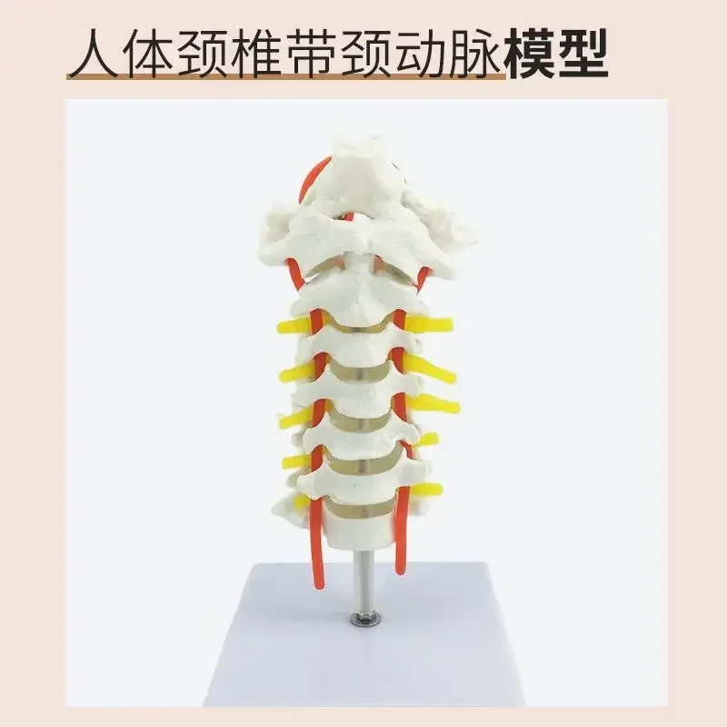 A 1:1 Spine Model Human Bone Model Cervical Spine Thoracic Spine Nerve Lumbar Intervertebral Disc Medical Teaching Model