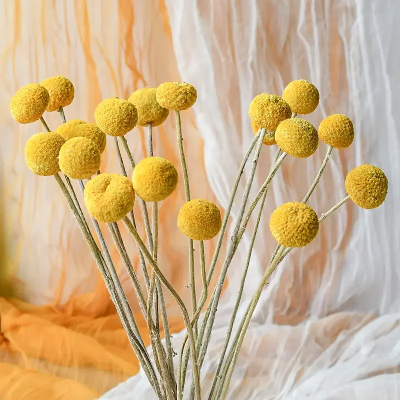 

Naturally Dried Craspedia Grown Balls - Vivid Floral Yellow, Ideal for Wedding Parties, Home Decor as Golden Balls