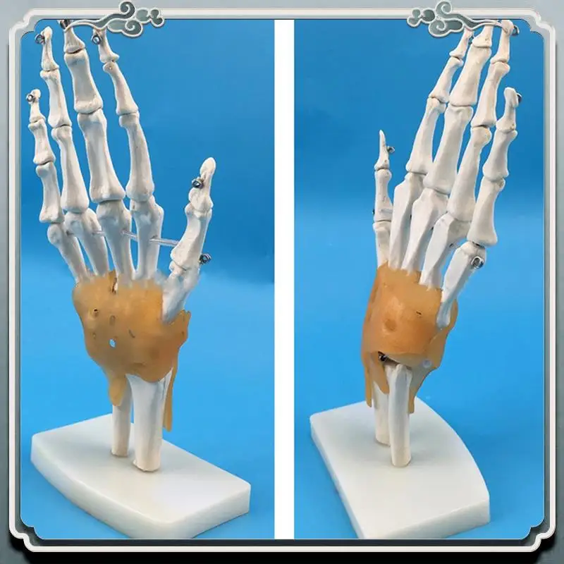 

Human Hand Joint Model With Ligaments, Flexible 1:1 Scientific Life Size, Finger Model Educational Tools Durable