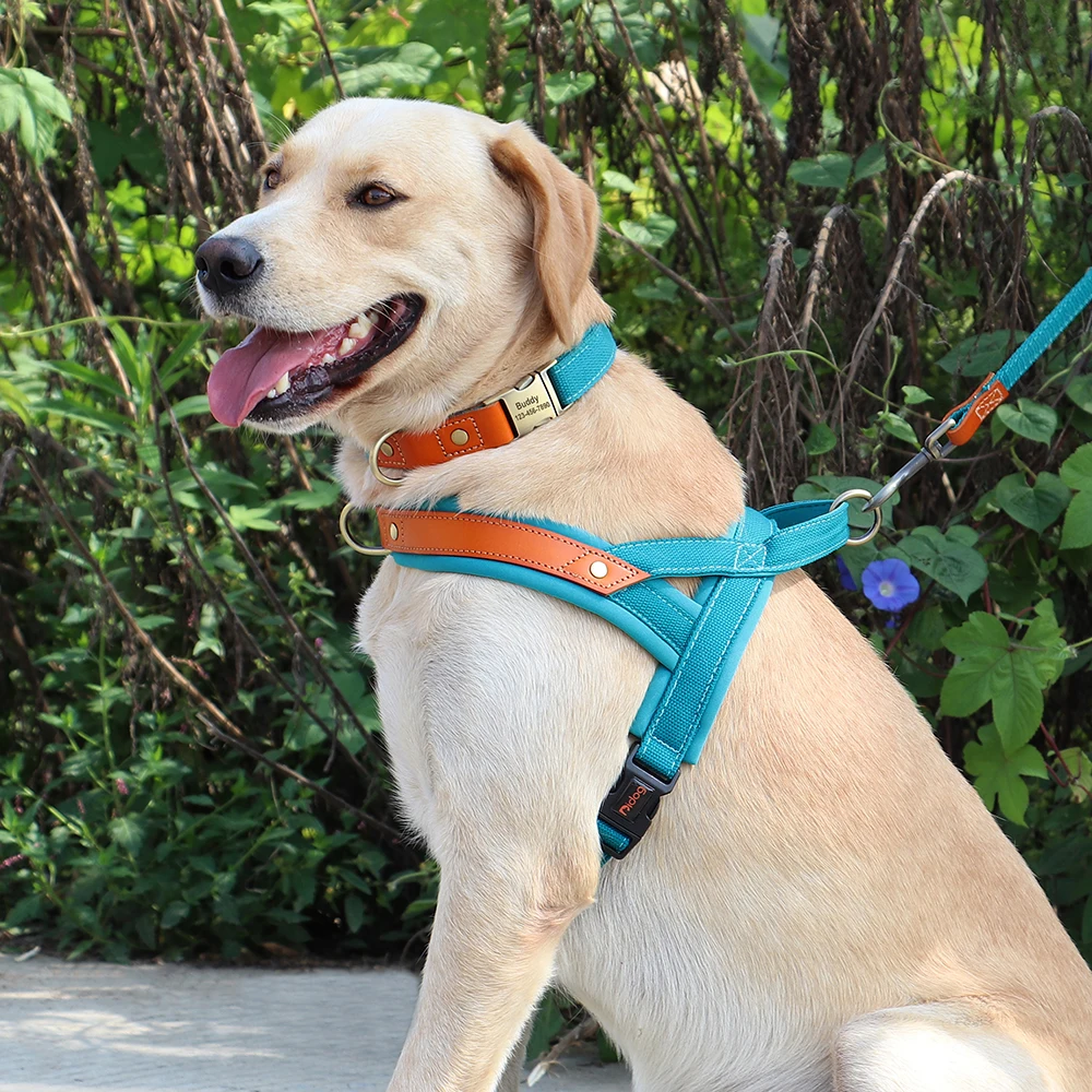 Conjunto de arnês e trela de nylon, colete de cachorro de couro, cinta para cães pequenos, médios e grandes, buldogue francês