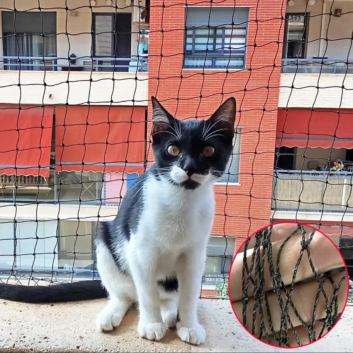 #1 Latest Cat Safety Window Nets Updates