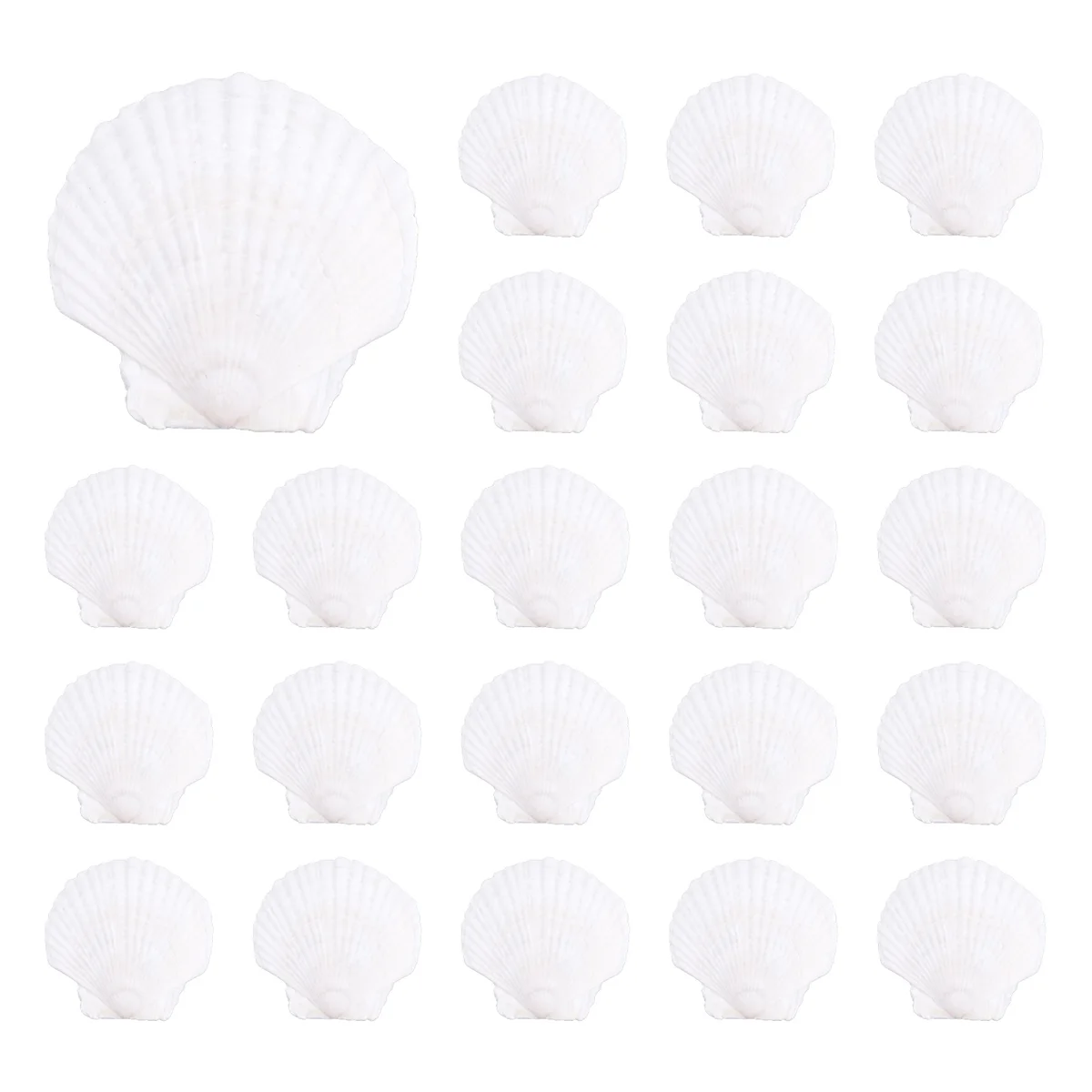 2025+25Pcs Natural Scallop Shell, Special for Handmade DIY Production Handmade DIY Coloring Shell