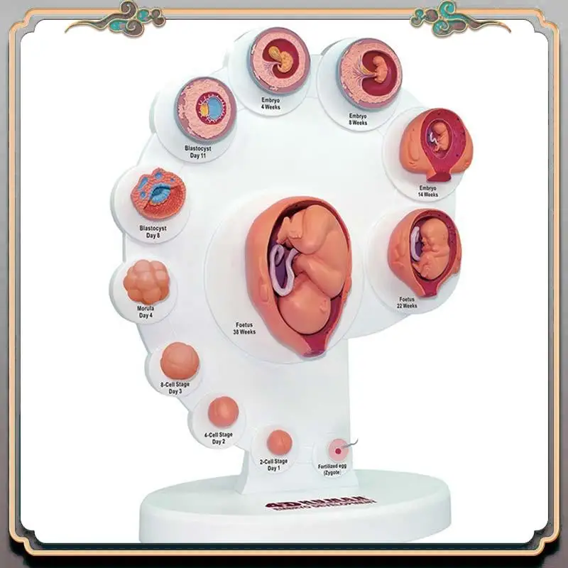 Durable 4D Human Embryo Development Anatomical Model Fetal Growth Organ Teaching Alpinia Assembled Toys