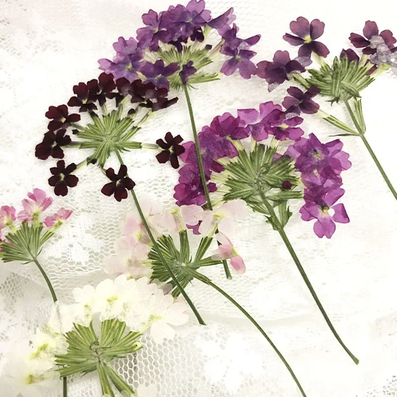 60 peças prensadas secas verbena hortensis flor haste planta herbário para joias cartão postal cartão de convite capa de telefone marcador diy