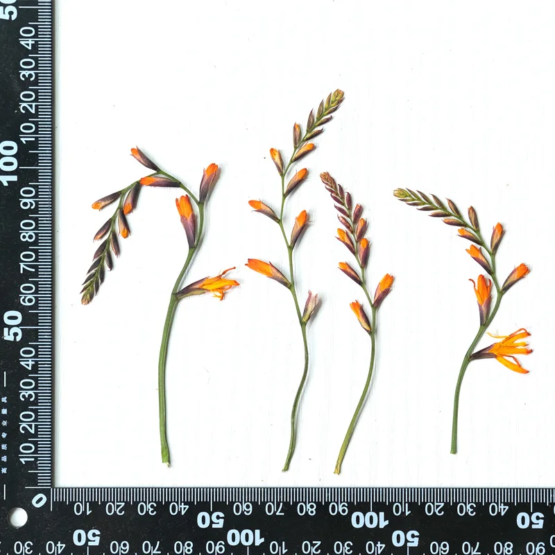 5-10cm/12pcs,natural pressed orchid Flower,dried renanthera branches DIY photo frame bookmark desk lamp phone case decorations