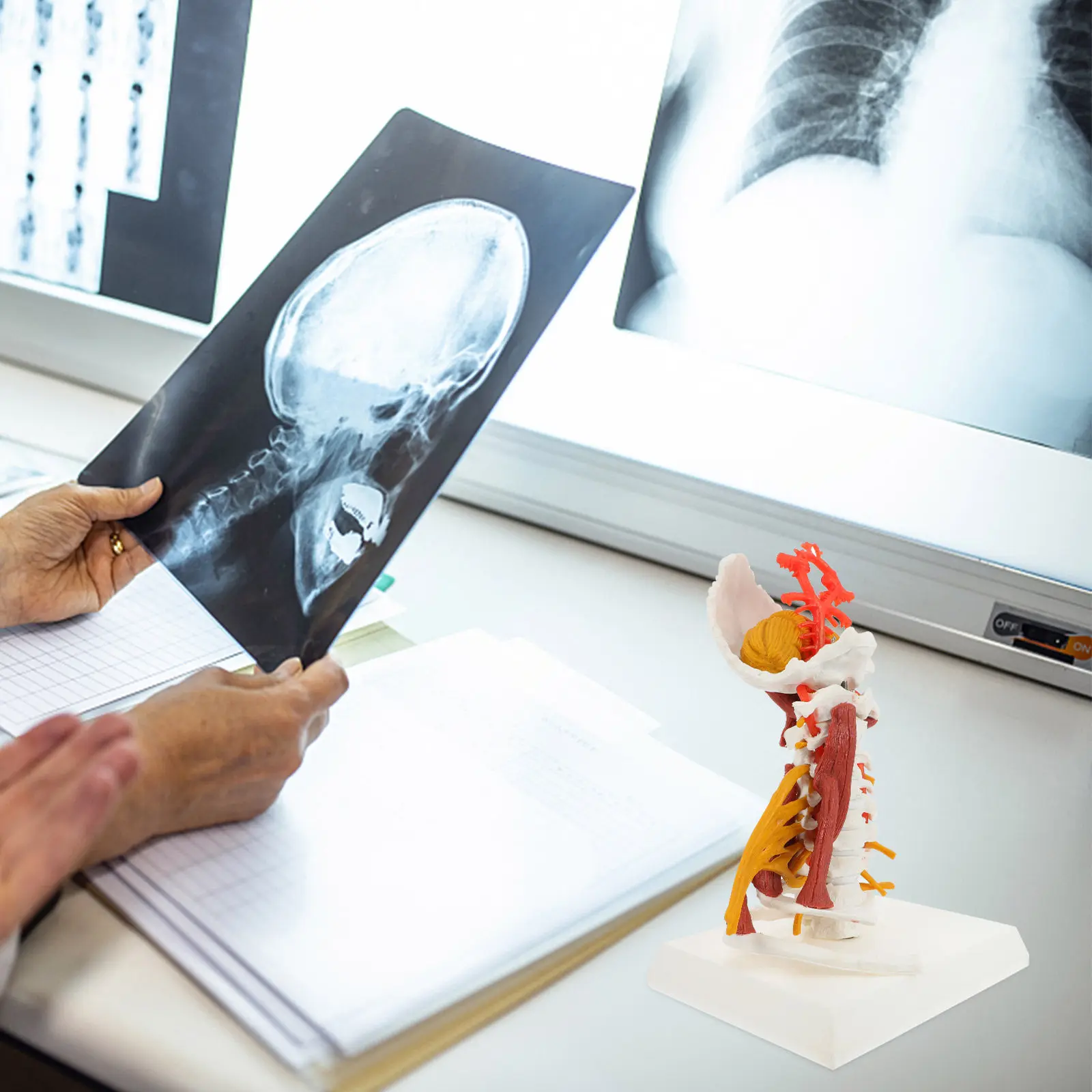 

Medical Anatomical Human Cervical Anatomy Cervical Vertebra Vertebra Display Teaching For Doctor Nurse Student