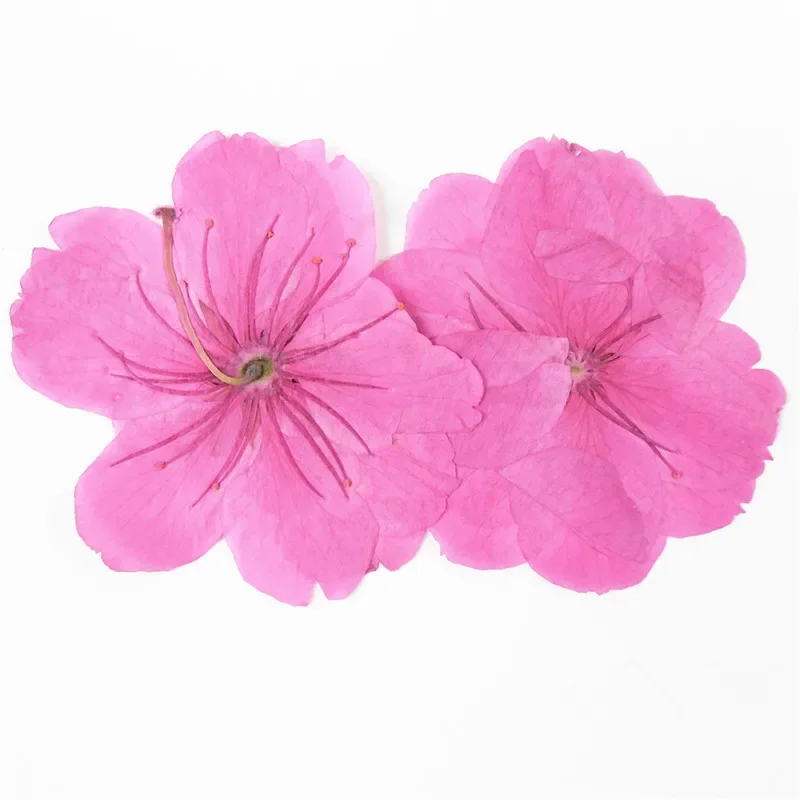 20pcs/2.5-3.5cm,Nature color Pressed pink-sakura Flowers,Real Touch flower Petals,DIY Craft Gift Card,Flores Facial Decoration