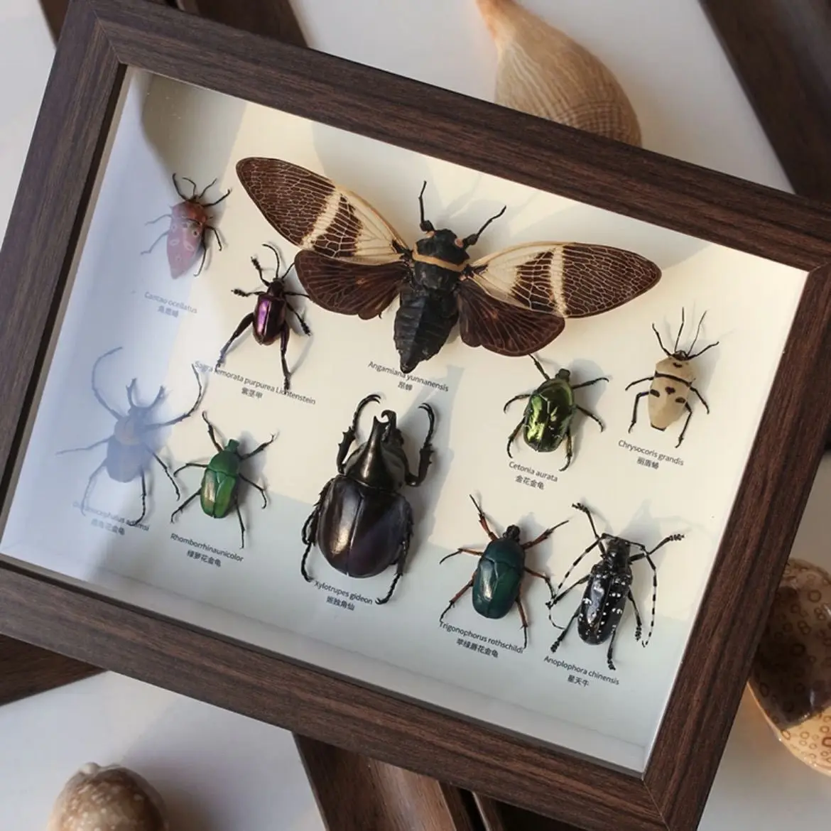蝶の昆虫標本装飾オーナメント吊り下げ絵画立体中空フォトフレーム
