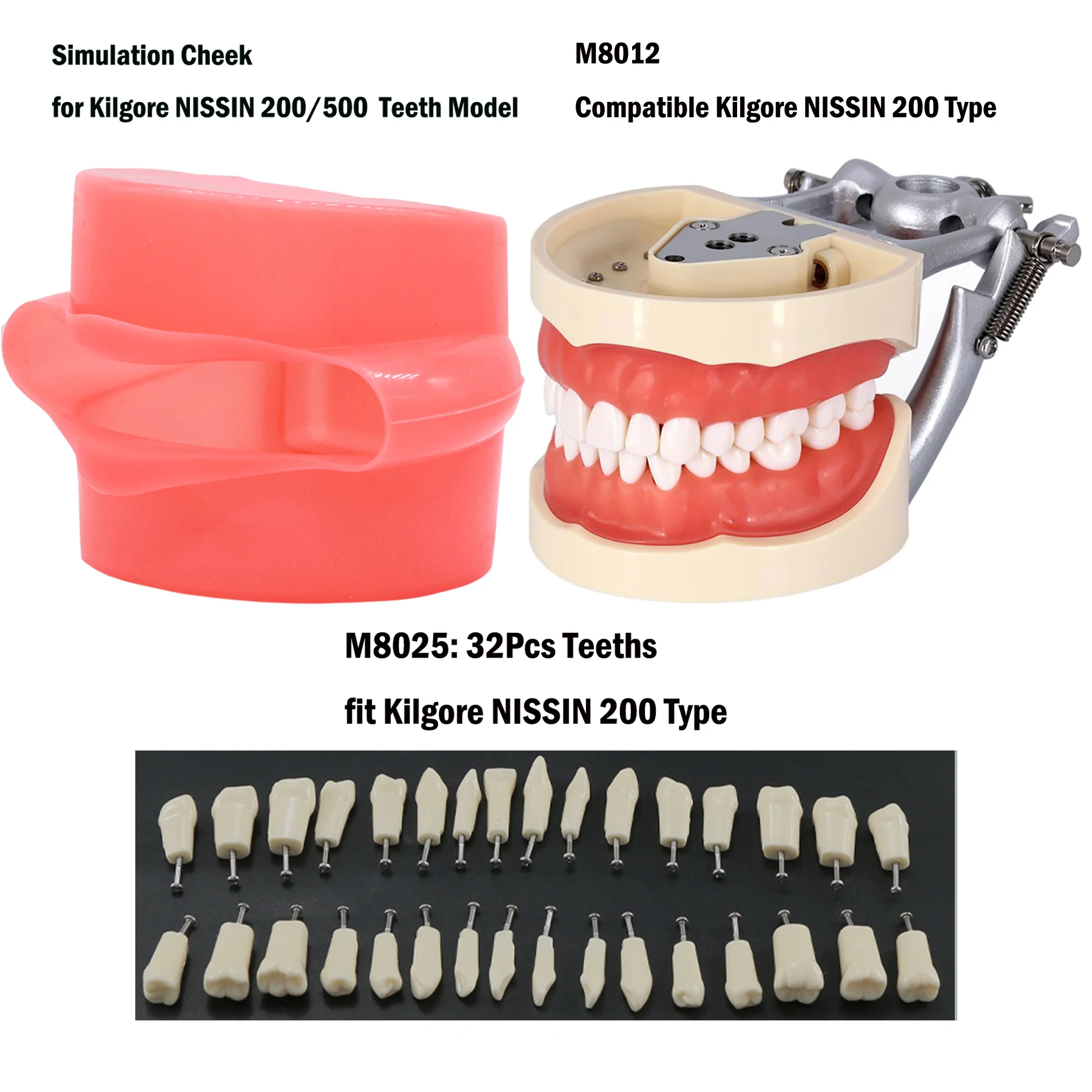 Model zębów stomatologicznych z wyjmowanymi zębami kompatybilny z Kilgore NISSIN 200/500 i Frasaco ANA-3/4 do nauczania dentystycznego Demo