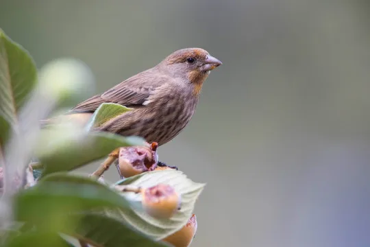 

Metal RC Trailer Hopper Frame Simulation For 1/10 Rock Crawler Truck Trail Trxs TRX-4 TRX4 Axial SCX10 RC4WD D90 CC01