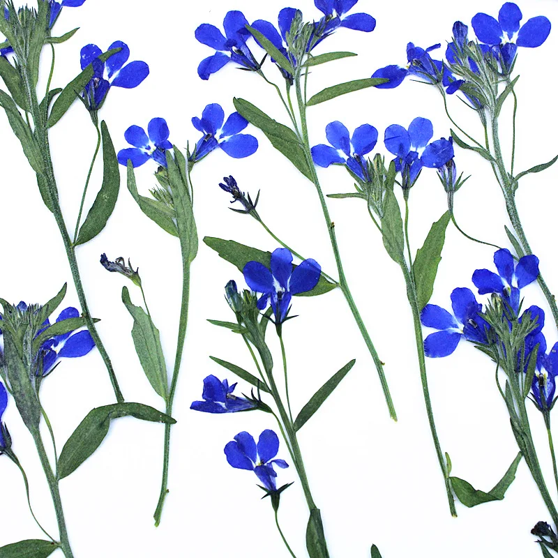12 Stück, 6-10 cm, natürliche Lobelia-Pressblumen, echte getrocknete Blumen für wissenschaftliche Präsentationen, DIY-Lesezeichen, Lampendekoration, Harzanhänger, Bastelzubehör – Detail 4