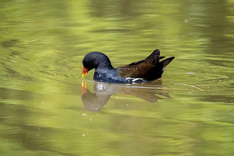 

Haiboxing 2198 1/43 2.4G 4WD RC Drift Car - RTR, High Speed, with LED Lights - Ideal Gift for Drift Enthusiasts