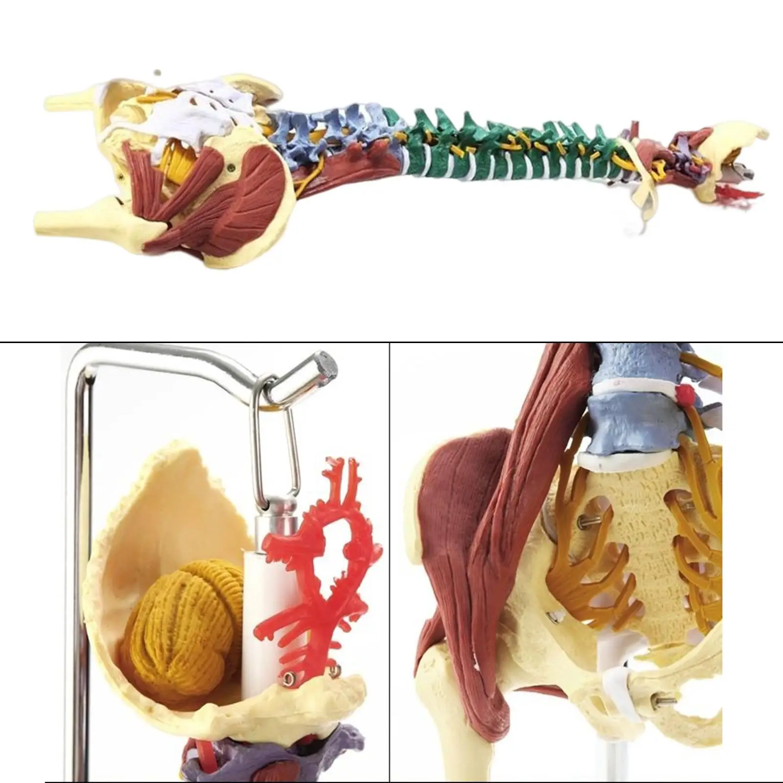 85cm Human Spine Model Science Classroom Study for Study Display