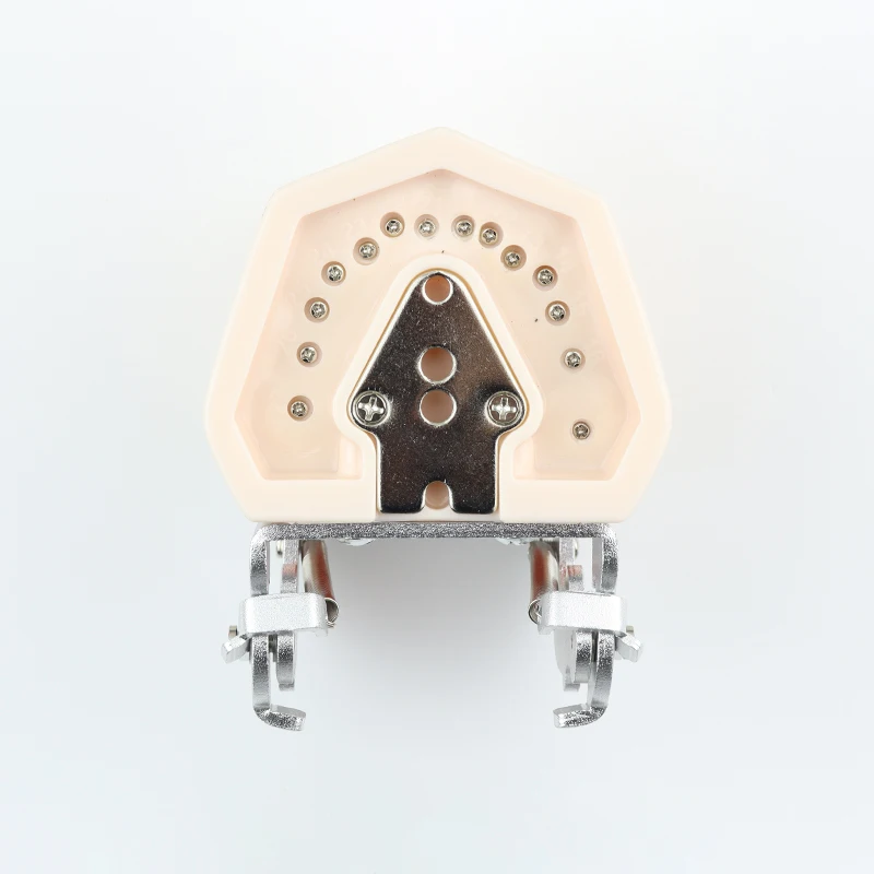 

Модель зубов 28/32 шт., учебная модель для стоматологии, модель с мягкими деснами, типодонт, демонстрационная модель для обучения стоматологов