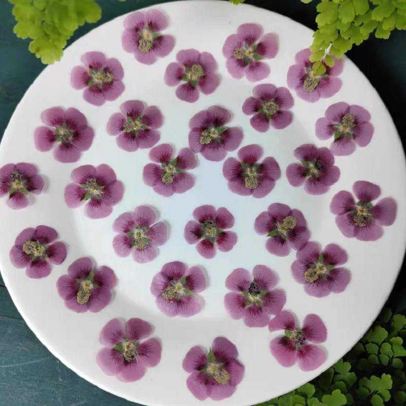 

30pcs Pressed Dried Hibiscus syriacus Linn Flower Herbarium Jewelry Postcard Bookmark Frame Phone Case Face Makeup Lamp Card