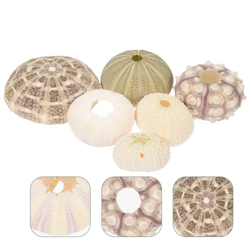 6pcs Sea Urchin Shell Decors Hanging Air Plant Holder Mini Shell Hanging Pot for Fish Tank Plants