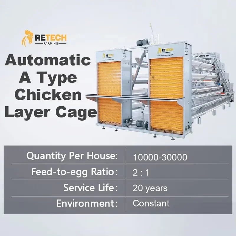 Automatic Chicken Cage for 160 Birds Type Layer Battery Cage Poultry Equipment with Egg Collecting System