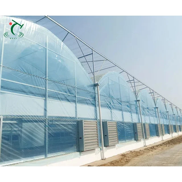 

Customized greenhouseMulti Span Agricultural Metallic Frame Greenhouse for Vegetables Hydroponic Growing System Economic Plastic
