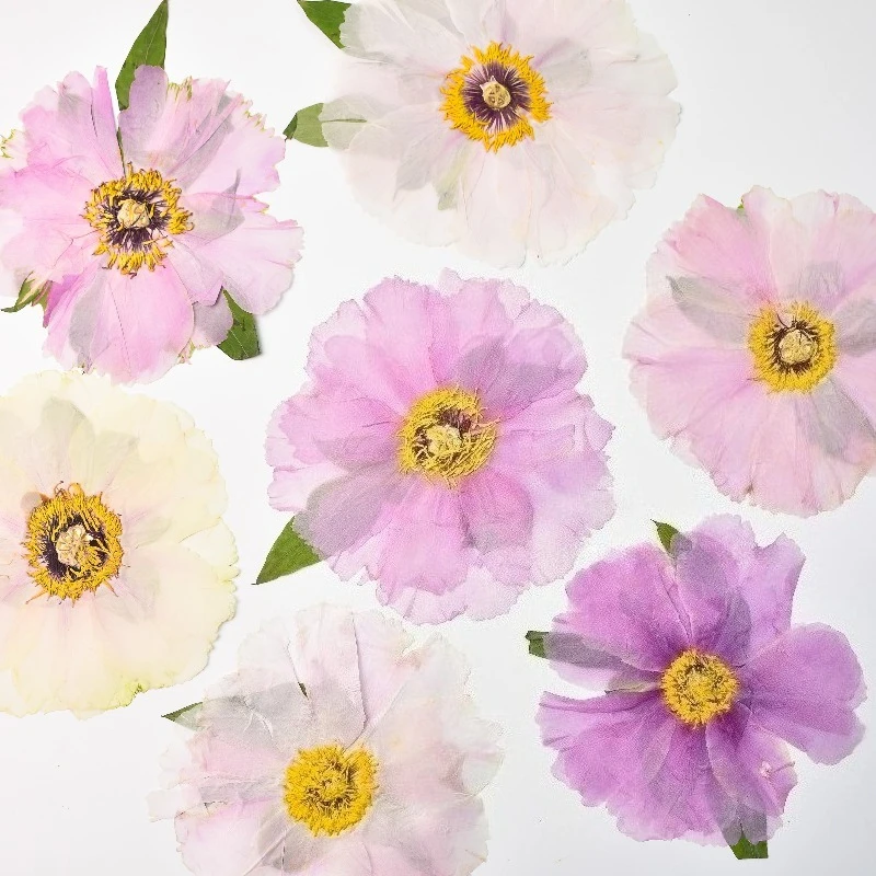 Art Craft 2 Year Olds - 1pcs,Nature Big Size Peony Real Pressed