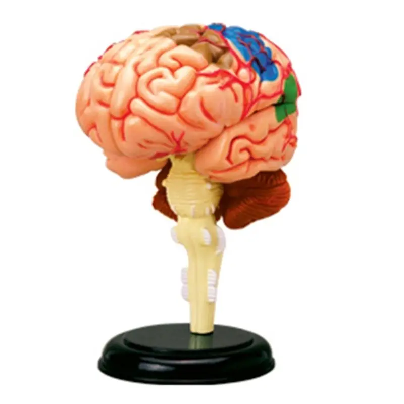 4D MASTER Educational Puzzle Assembly Toy Human Brain Organ Anatomy Model for Medical Teaching and Science Popularization