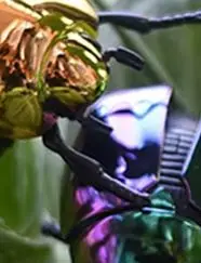 

1 Piece Scarab Beetle Children's Plastic Animals Toy Wind Up Beetle Bionic Toys Creative Prankster Animated Insect Model