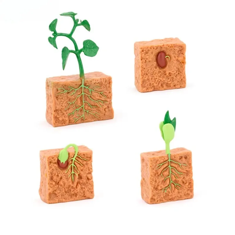 Cognitive Toys Simulate Life Cycle A Mung Bean Plant Growth Cycle Model Scientific Children's Educational Toys