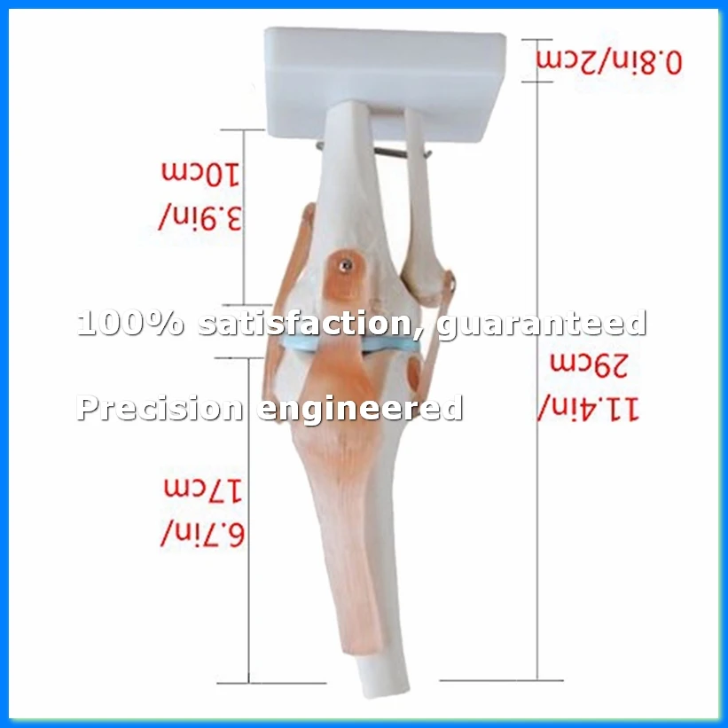 

Knee Joint Simulation Model Anatomy Human 1:1 Life Size-ABYS