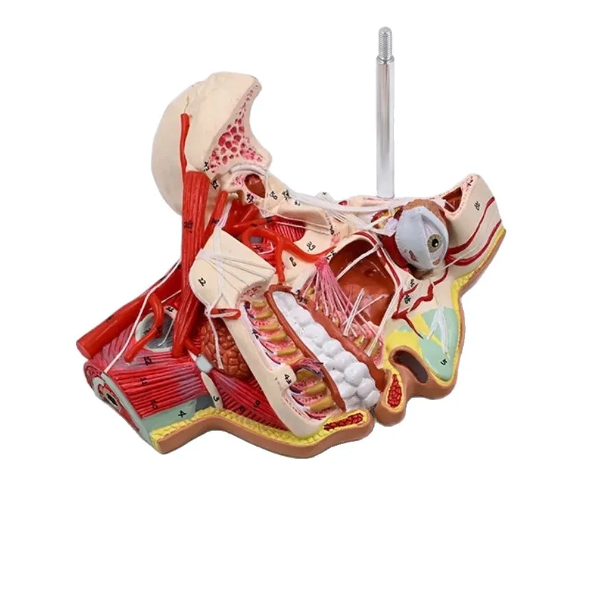 Human Head and Face Anatomical Model Vessel Nerve Structure Model for Medical Dental Teaching