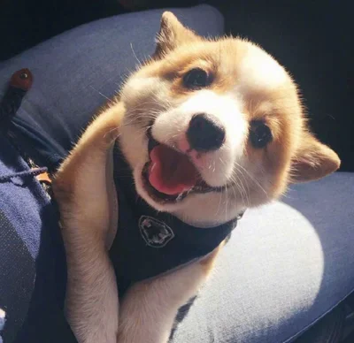 Car Dedicated Phone Holder Bracket Mount Fasteners Base For Renault Koleos Samsung QM5 QM6 MK1 MK2 2009-2016 2017 2018 2019