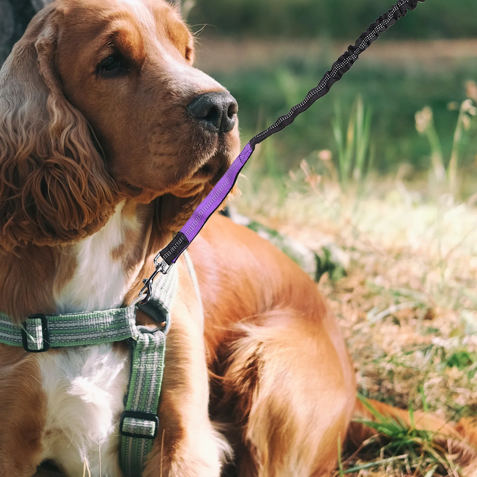 

Durable Nylon Pet Leash Dog Walking Belt Waist Leash for Running Easy Use Long Lasting Small Dog Leashes for Walking