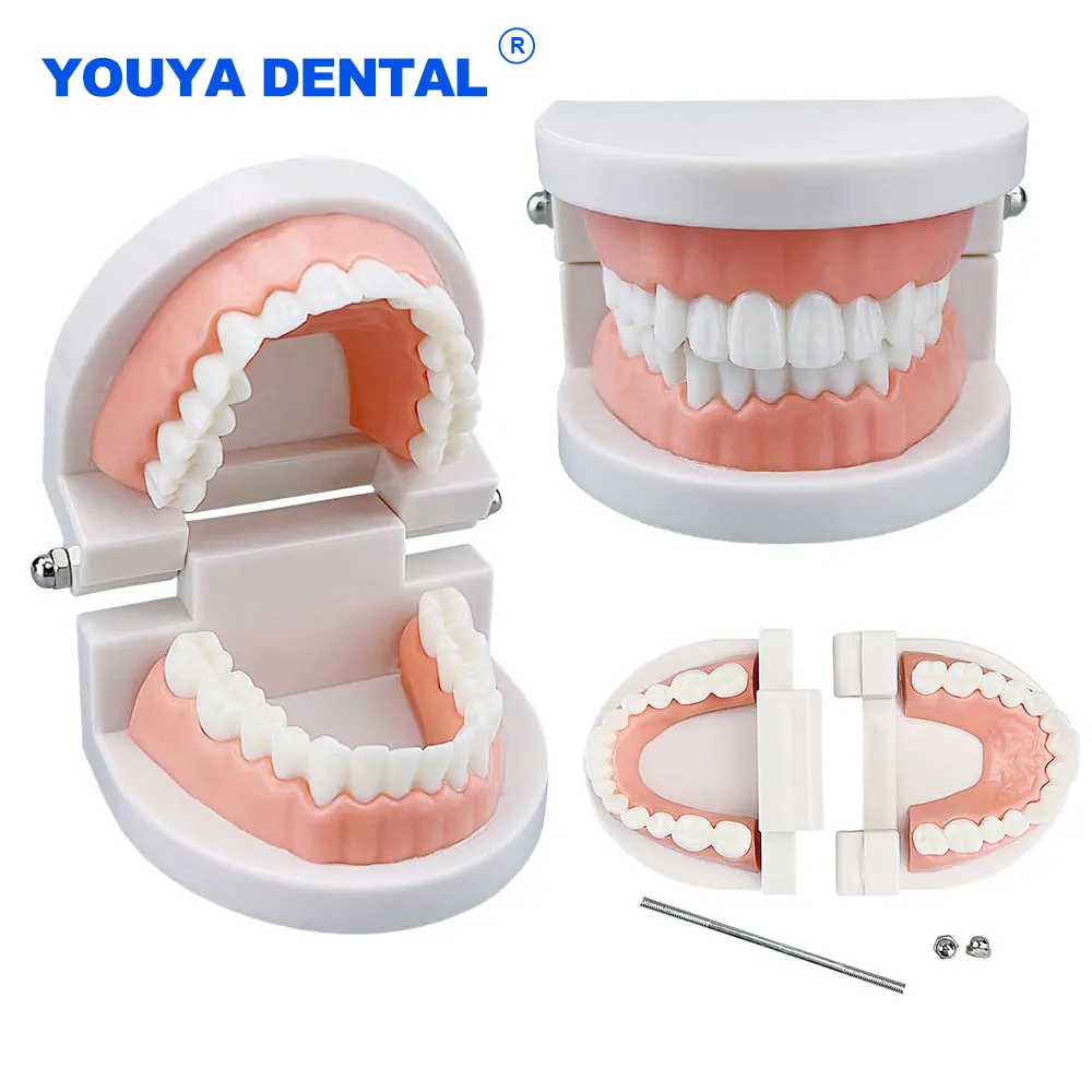 Dental Standard Adult Teeth Model Typodont Demonstration Teaching Study Tool Denture Model Dentistry Lab Material Display Dentis