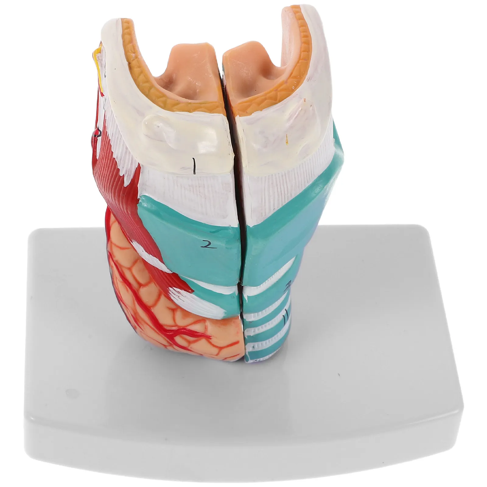 

Throat Anatomy Lifelike Pvc Detailed Laryngeal Pharyngeal Structure Education Teaching Tool For Schools Clinics Training