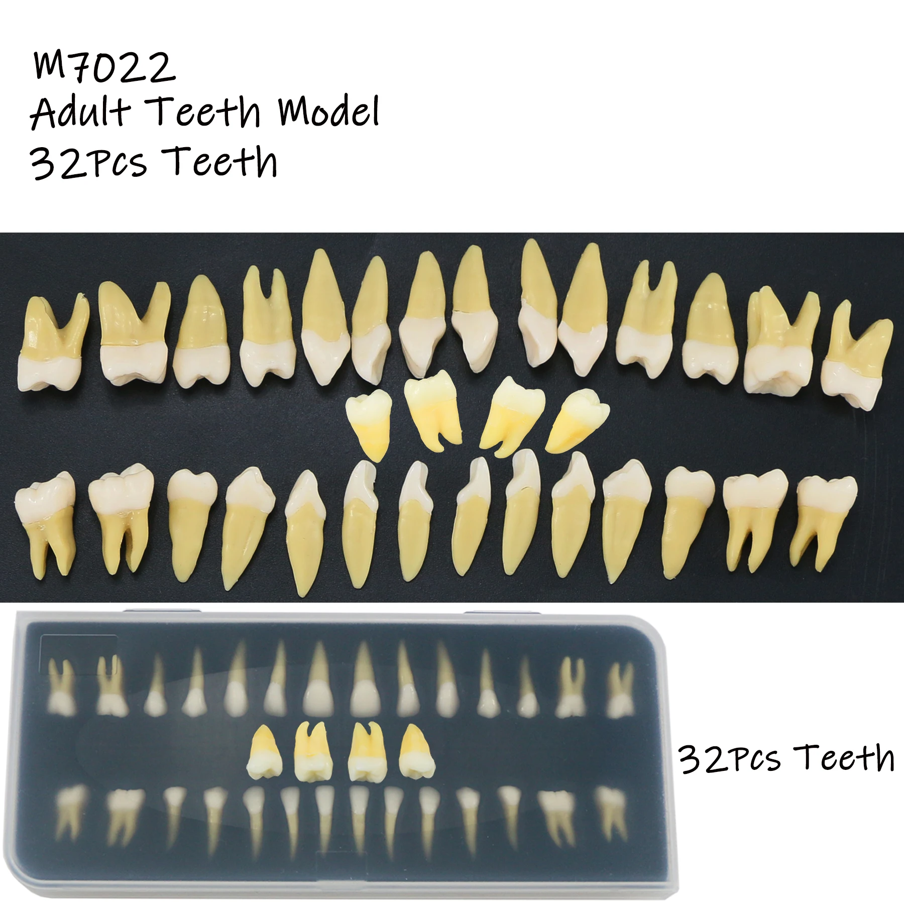 

Upper And Lower Dental Natural Standard Normal Adult Permanent Teeth Model Demo 32PCS 1:1 Study Tooth M7022