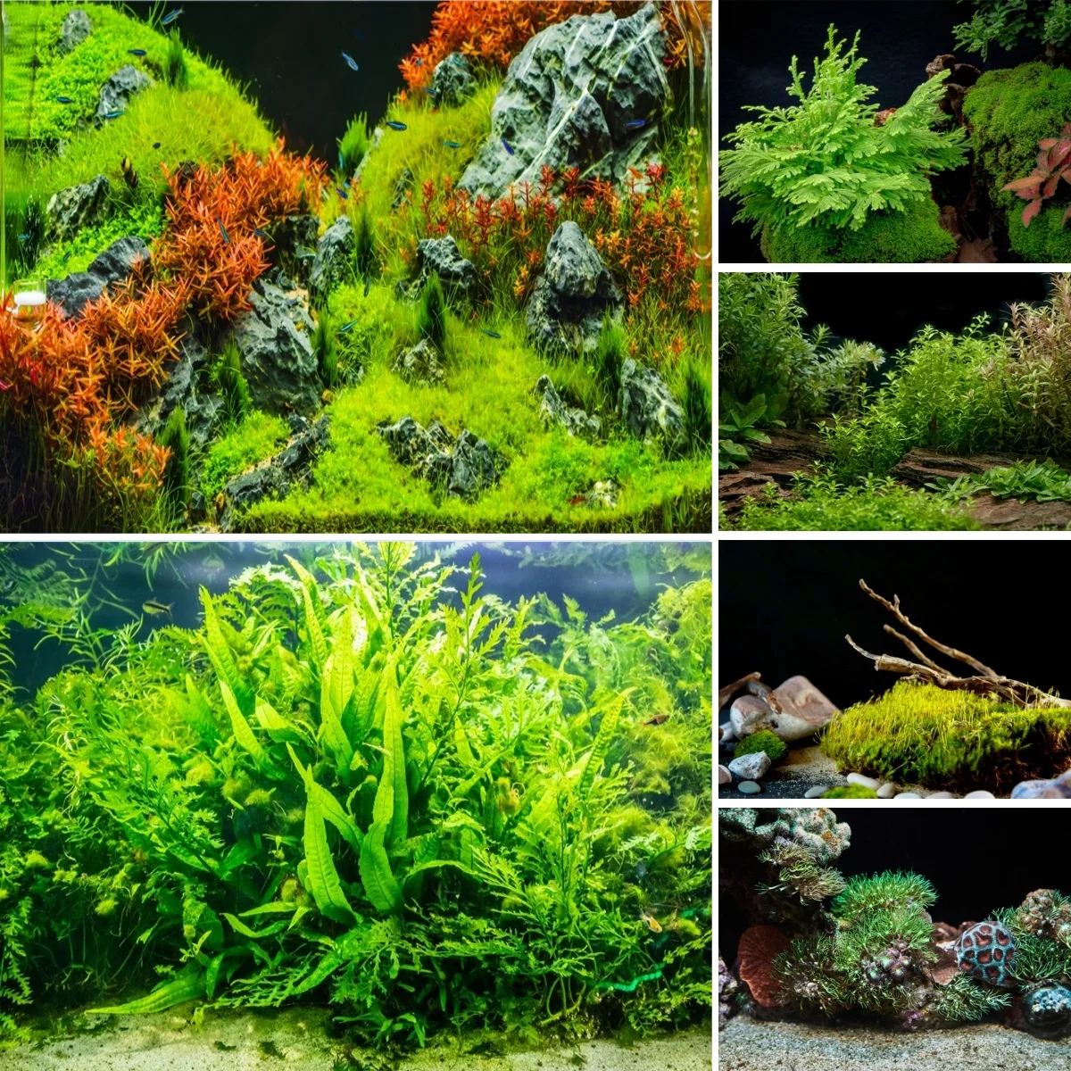 Planted Aquarium Photos - 수중 잔디 사진 배경 인공 수족관